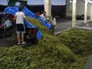 descarga de uvas en la cooperativa vitivinicola del ribeiro
