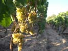 viñedo con uvas blancas