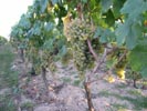 viñedo con uvas blancaqs
